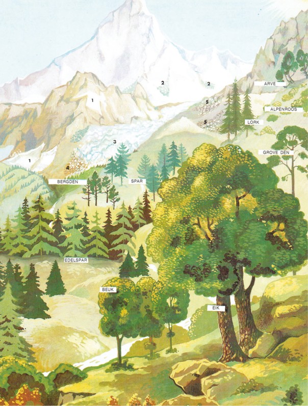 Variety of plants depending on the altitude, unknown reference